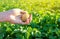 Fresh young potatoes in the hands of a farmer on the background of agricultural potato plantations. Harvesting agriculture crops.