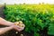 Fresh young potatoes in the hands of a farmer on the background of agricultural potato plantations. Harvesting agriculture crops.