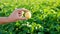 Fresh young potatoes in the hands of a farmer on the background of agricultural potato plantations. Harvesting agriculture crops.