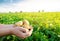 Fresh young potatoes in the hands of a farmer on the background of agricultural potato plantations. Harvesting agriculture crops.