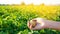 Fresh young potatoes in the hands of a farmer on the background of agricultural potato plantations. Harvesting agriculture crops.