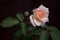 Fresh young rose bud blooming in dark ambience