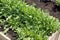 Fresh young spring arugula growing on a garden bed