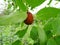 Fresh zizyphus fruits on the tree, harvesting