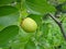 Fresh zizyphus fruits on the tree, harvesting
