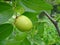 Fresh zizyphus fruits on the tree, harvesting