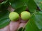 Fresh zizyphus fruits on the tree, harvesting