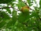 Fresh zizyphus fruits on the tree, harvesting