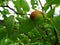 Fresh zizyphus fruits on the tree, harvesting