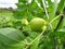 Fresh zizyphus fruits on the tree, harvesting