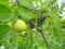 Fresh zizyphus fruits on the tree, harvesting