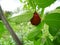 Fresh zizyphus fruits on the tree, harvesting