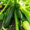 Fresh zucchini grows in the garden