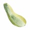 Fresh zucchini isolated on background. Squash whole. Fresh vegetable marrow isolated. Oblong, green squash. Vegetable