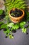 Freshly assorted berries in wooden bowl. Juicy and fresh blueberries6 blackberries and raspberries with green leaves on rustic