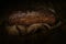 Freshly baked homemade artisan sourdough rye on sackcloth and wooden boards over dark background