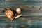 Freshly baked whole loaf of sourdough bread with rolling pin and flour on faded blue wooden planks in flat lay format