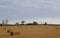 Freshly baled hay in a summer field