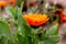 Freshly bloomed wild flower in the awesome morning in Leh-Ladakh.