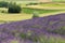 freshly blooming lavender in the field