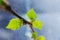 Freshly blossomed leaves on a tree branch.