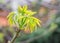Freshly burst leaves of walnut tree close-up. Spring background