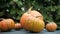 Freshly Carved Halloween Pumpkin with smile