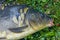 Freshly catched mirror carp on grass