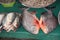 Freshly caught catfish in a fish market, Myanmar Burma