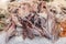 Freshly caught European squids Loligo vulgaris on the counter in a greek fish shop.