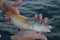 Freshly caught goldfish in the hands of the fisherman.