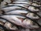 Freshly caught mackerel on ice in a supermarket, grocery store or fish market. Silvery fish with shiny black eyes. Ocean