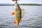 Freshly caught perch hangs on a hook against a blurred background of a lake and mountains.