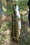 A freshly caught pike is hanging on a hook. A fisherman caught two huge beautiful pike on a fishing trip. Sport fishing or