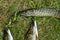 A freshly caught pike is hanging on a hook. A fisherman caught two huge beautiful pike on a fishing trip. Sport fishing or