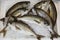 Freshly caught Sarpa salpa also called dreamfish, salema, salema porgy, cow bream or goldline, from a species of sea bream in the