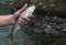Freshly caught small rainbow trout fish in a fisherman hand. Before letting go, Norway