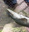 Freshly caught sturgeon fish in the net. Close-up