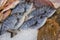 Freshly caught white seabream or Diplodus sargus on the counter in a greek fish shop.