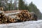 Freshly chopped pine and birch tree logs stacked up on top of each other in a pile. Harvest of timber in the winter