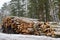 Freshly chopped pine and birch tree logs stacked up on top of each other in a pile. Harvest of timber in the winter