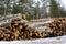 Freshly chopped pine and birch tree logs stacked up on top of each other in a pile. Harvest of timber in the winter