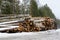 Freshly chopped pine and birch tree logs stacked up on top of each other in a pile. Harvest of timber in the winter