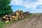 Freshly chopped pine tree logs stacked up on top of each other in a pile. Harvest of timber. Firewood is a renewable energy source