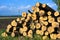 Freshly chopped pine tree logs stacked up on top of each other in a pile. Harvest of timber. Firewood is a renewable energy source