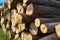 Freshly chopped pine tree logs stacked up on top of each other in a pile. Harvest of timber. Firewood is a renewable energy source