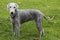 Freshly clipped Bedlington terrier