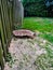 A freshly cut Elm tree intruding on a property line fence