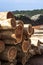 Freshly cut eucalyptus logs await to be cut at a sawmill