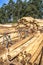 Freshly cut eucalyptus logs await to be cut at a sawmill